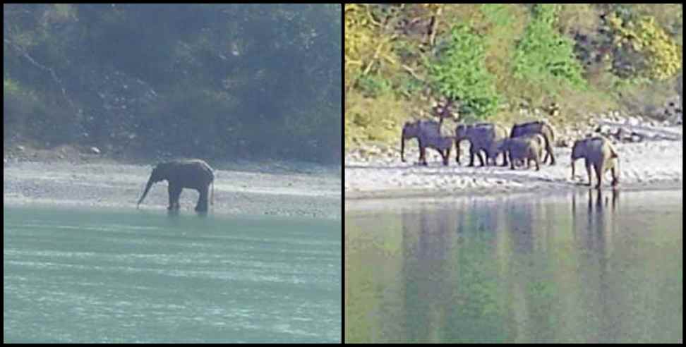 Coronavirus Uttarakhand: Coronavirus Uttarakhand:Elephants reached the ganges coast in Rishikesh