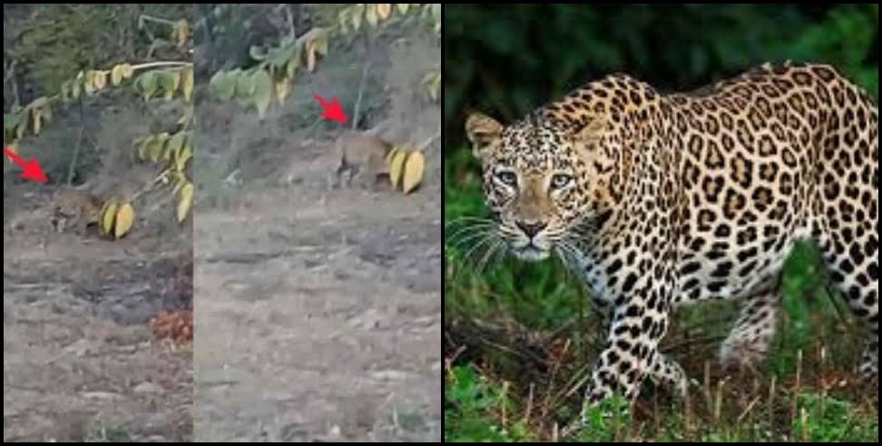 Leopard terror kirtinagar: Guldar seen strolling in the fields in Kirtinagar  panic in the area