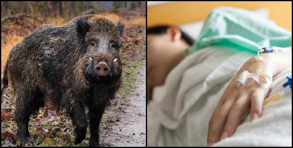 Bageshwar News: Wild boar attack on a 7-year-old girl in Bageshwar