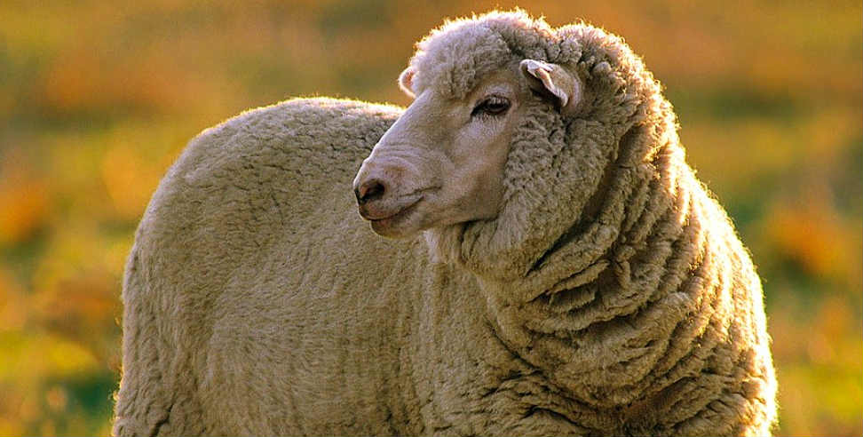 merino sheep: 240 merino sheep arrives Uttarakhand from australia