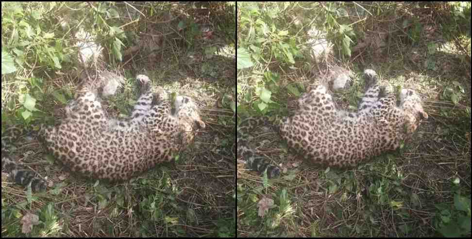 Leopard bodies Nainital: Leopard dead body found in Nainital forest