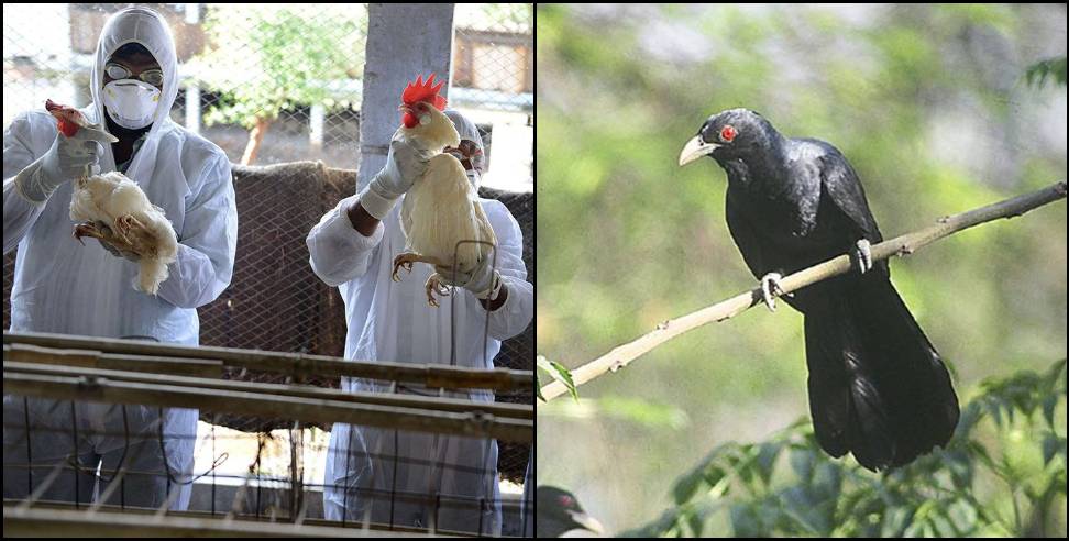 Uttarakhand bird flu: Risk of bird flu in Uttarakhand