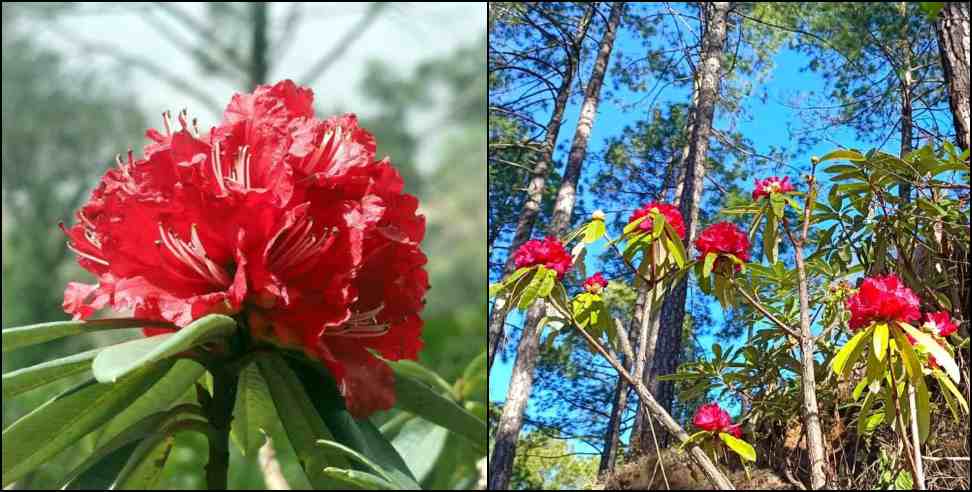 uttarakhand buransh flower: Rhododendrons are blooming prematurely in Uttarakhand