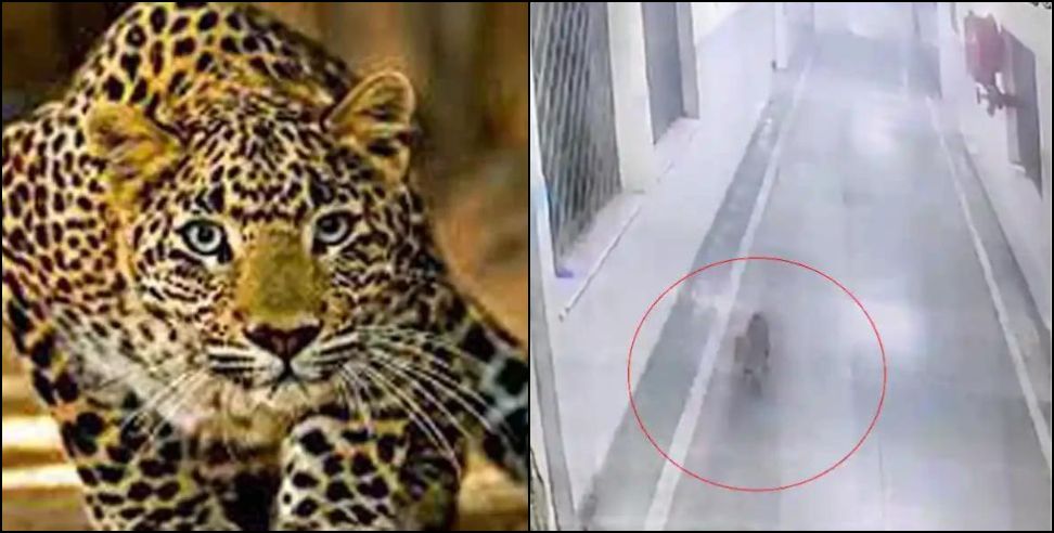 Leopard Srinagar Garhwal: Leopard entered in building of Srinagar base hospital