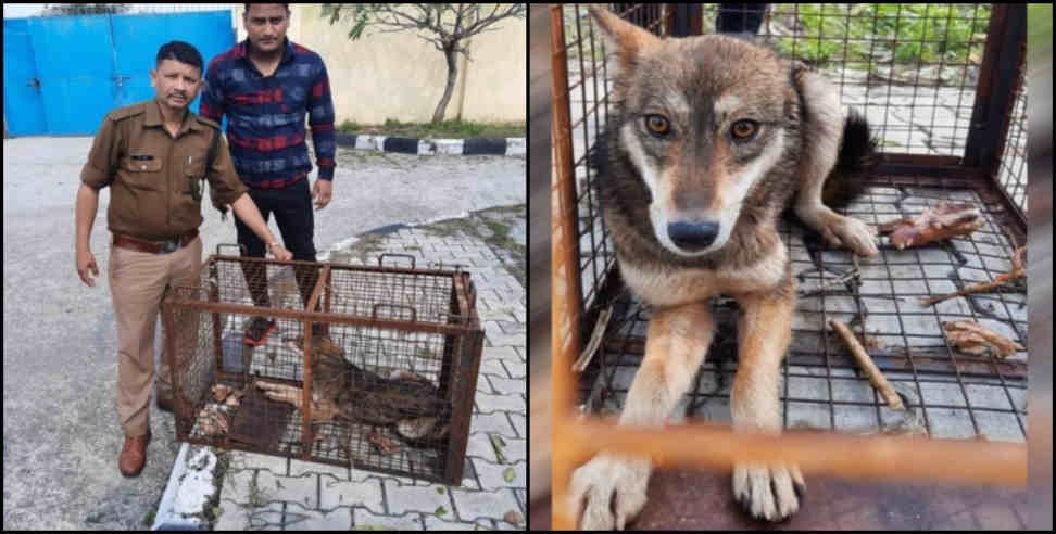 jolly grant airport wolf: Wolf caught in jolly grant airport