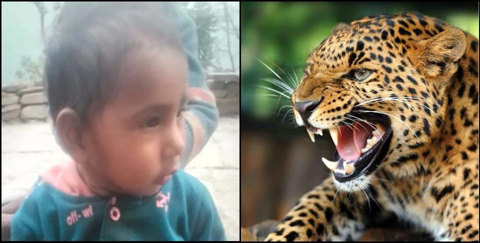 Rudraprayag News: Leopards attack on one and a half year old girl in Rudraprayag