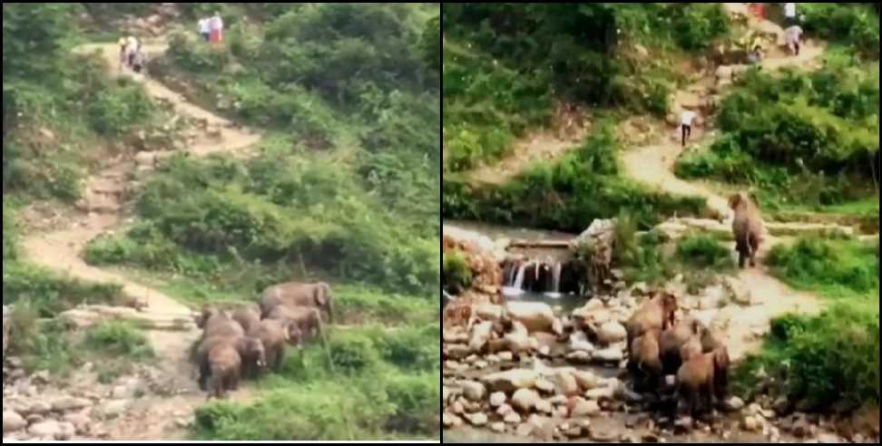 kotdwar elephant: Elephants ran after youths in Kotdwar