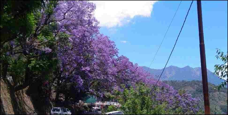 Blue Gulmohar Garhwal: Blue Gulmohar flowers blossomed in Gopeshwar Pipalkoti