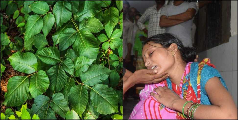 haridwar poisonous leaves Children death: Children ate poisonous leaves in Haridwar forest 2 died