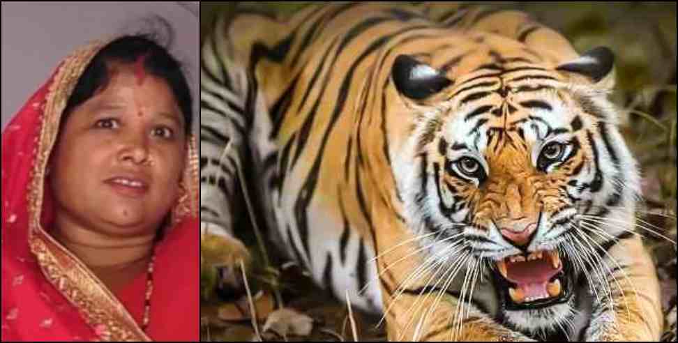 salt block tiger : man eater tiger attack on woman in salt almora