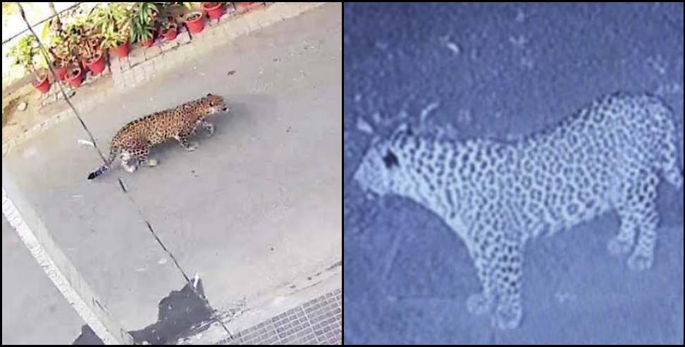 Medical College Leopard: Leopard in Srinagar Medical College campus