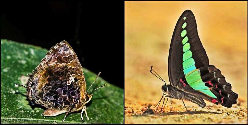 Aberrant Bush Blue Butterfly: The Most Beautiful Butterfly Aberrant Bush Blue found in Uttarakhand