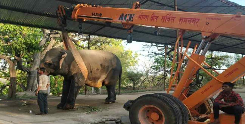 उत्तराखंड: laxmi elephant in ramnagar nainital