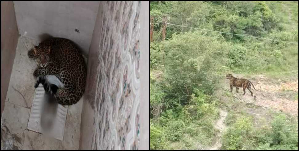 srinagar garhwal srikot leopard : Video of Leopard in Srinagar Garhwal