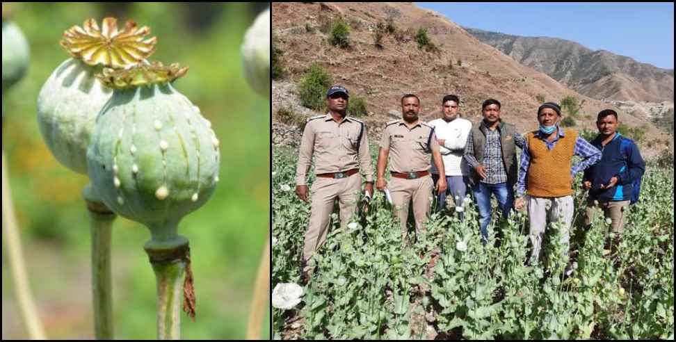 Tehri Garhwal Opium: Poppy cultivation in Tehri Garhwal