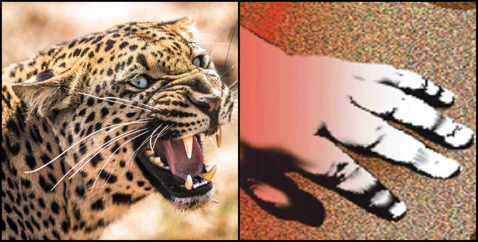 Chamoli News: Girl child killed in leopard attack chamoli narayanbagar