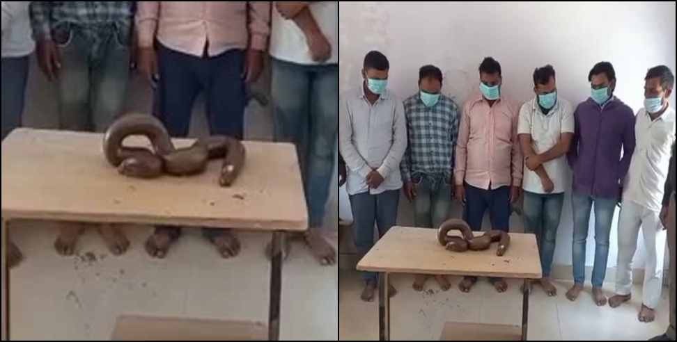 Uttarakhand Two Faced Snake: 6 smugglers arrested with two-faced snake in Uttarakhand Roorkee