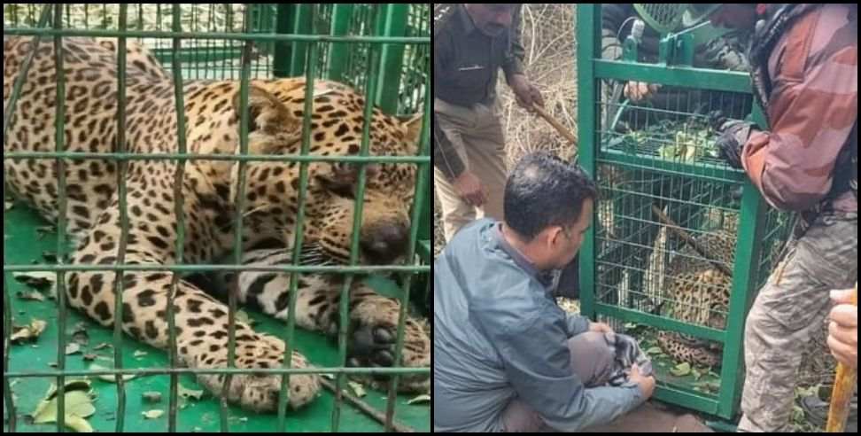 Leopard caught Dehradun: Guldar who killed two innocent people imprisoned in cage