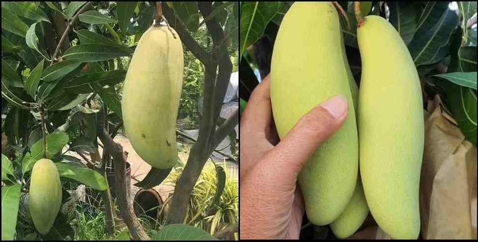 Pantnagar Kisan Mela: Thailand Species Mango at Pantnagar Kisan Mela