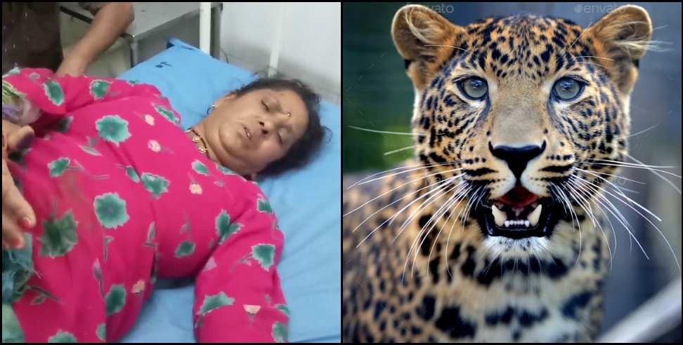 Leopard attack Pauri Garhwal: Leopard attack on Savitri in Chaubattakhal