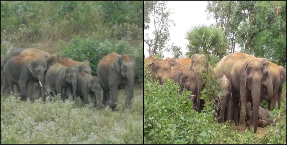 Uttarakhand Elephant viral video: Elephant viral video in uttarakhand hilly area