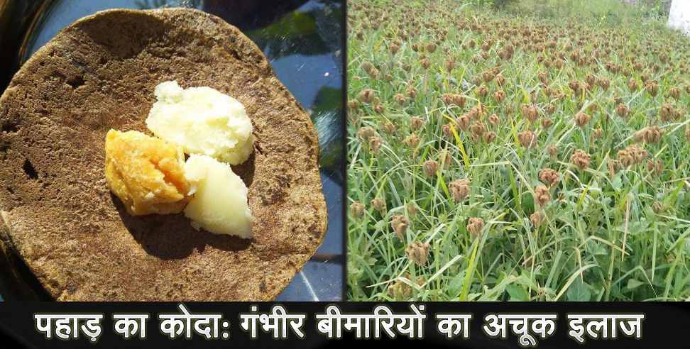 उत्तराखंड: benefits of koda mandua of uttarakhand