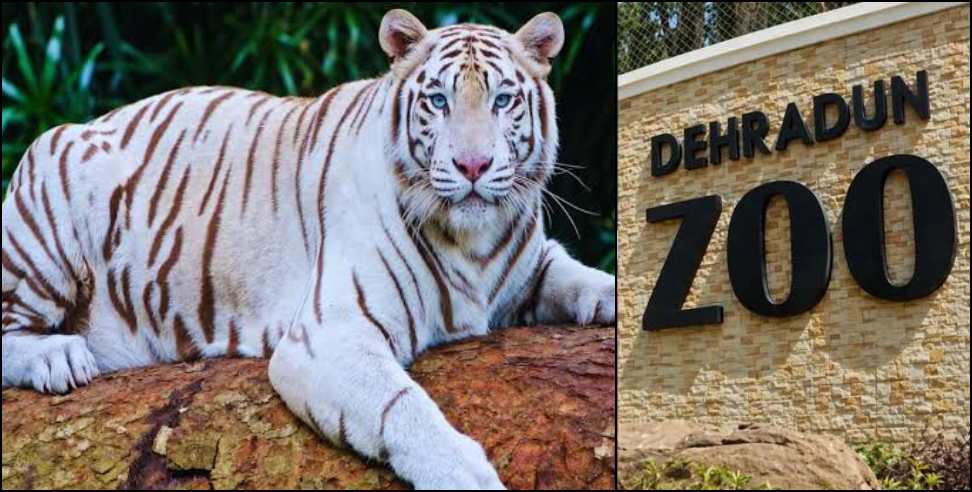 White tiger Tejas Dehradun Zoo: White Tiger Tejas Arrives in Dehradun Zoo