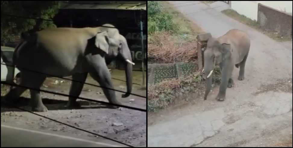 dehradun elephant video: Dehradun Rajpur Road Shiv Mandir Elephant Video