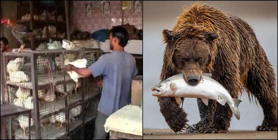 pauri garhwal bear: Bear In Mutton Chicken Shop in Pauri Garhwal