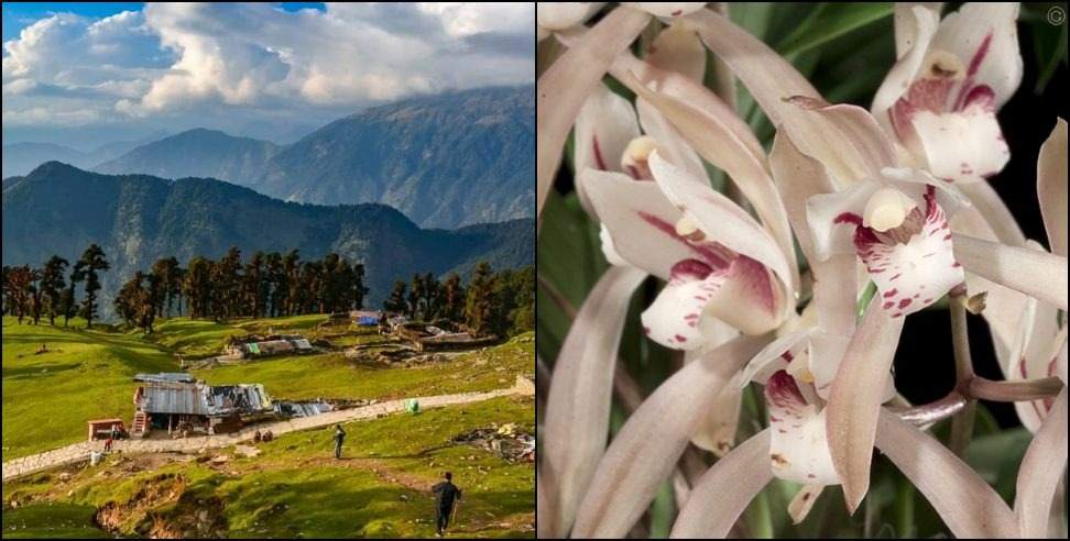 Chopta Valley Rare Flowers: Rare orchid Cymbidium lancifolium flower found in Chopta Valley