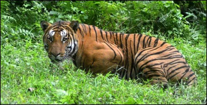 Man-eater Tiger in Nainital: Man-eater Tiger kills old-age in Nainital