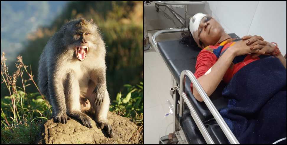 guptakashi monkey attack women: Vinita Nautiyal injured in monkey attack in Guptkashi