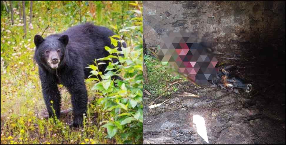 Bandwar village bear: chamoli Bandwar village bear attack