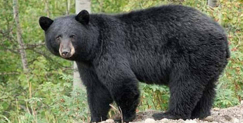 उत्तराखंड: bear attack on army officer in uttarakhand