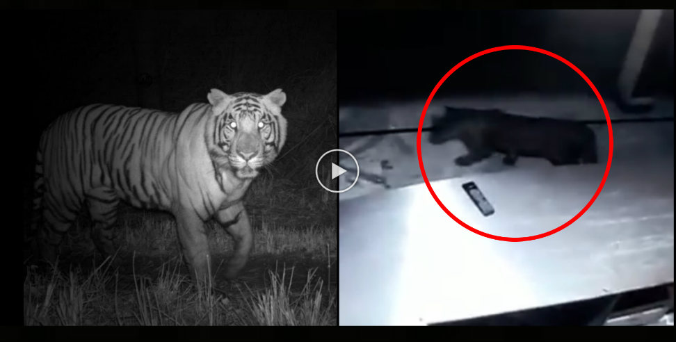 उत्तराखंड न्यूज: tiger in cctv footage of srinagar garhwal