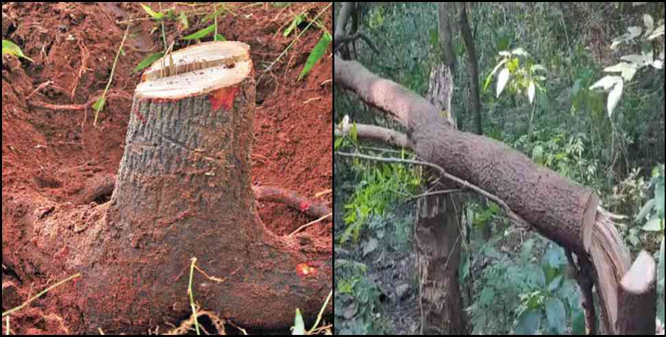 uttarakhand rajaji park sandalwood smuggling : Smuggling of sandalwood trees in Uttarakhand Rajaji Tiger Reserve