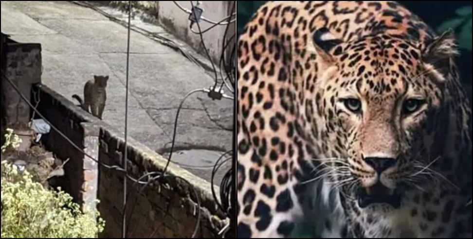 Leopard attack Srinagar pauri: Forest Department Issued Order To Kill The Leopard