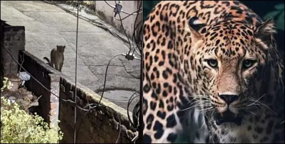 Forest Department Issued Order To Kill The Leopard