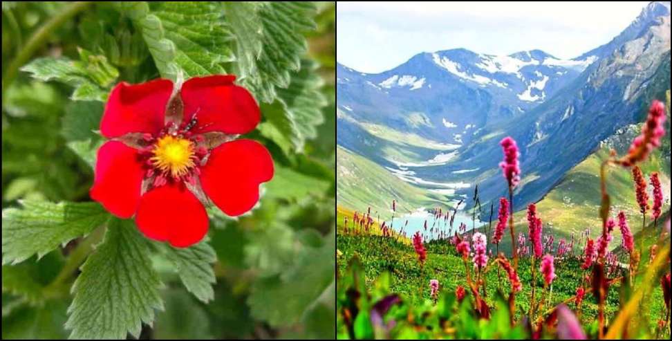 Valley of Flowers Opens June 1 Amid Early Bloom in Uttarakhand