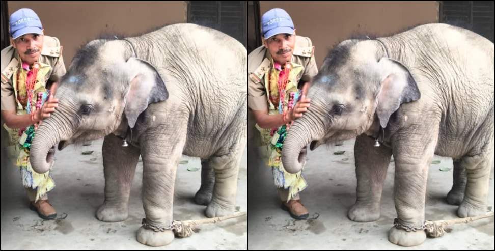 Emotional Elephant Goodbye: Forest Officer Emotional Farewell to Baby Elephant Malini