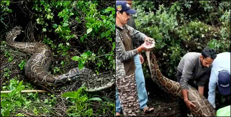 Giant Python in Nainital: 15-Foot Python Rescued After Swallowing Dog in Nainital