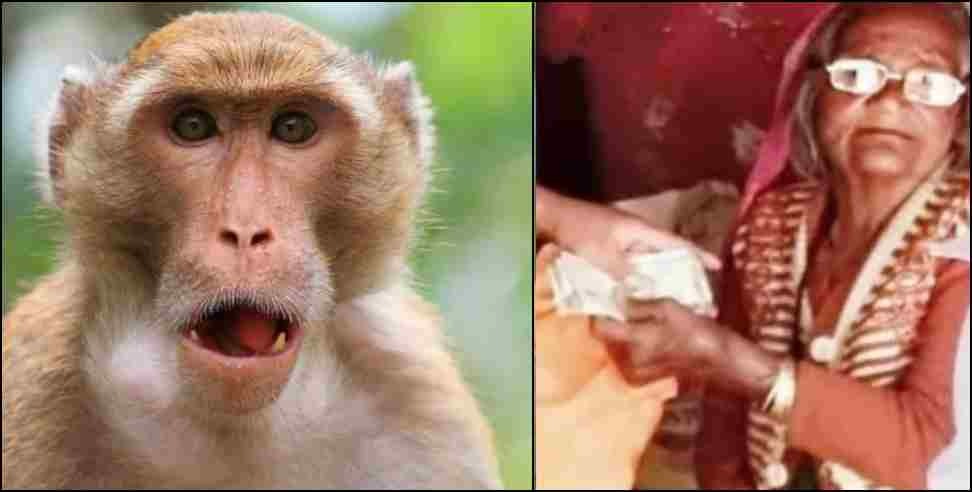 uttarakhand elderly woman purse monkey: Monkey snatches purse of elderly woman in Uttarakhand