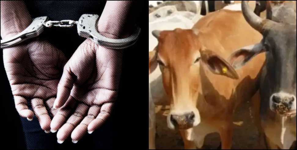 Bakrid Cow Slaughter Case: Police Raid in Haridwar Village Woman Detained in Cow Meat Case