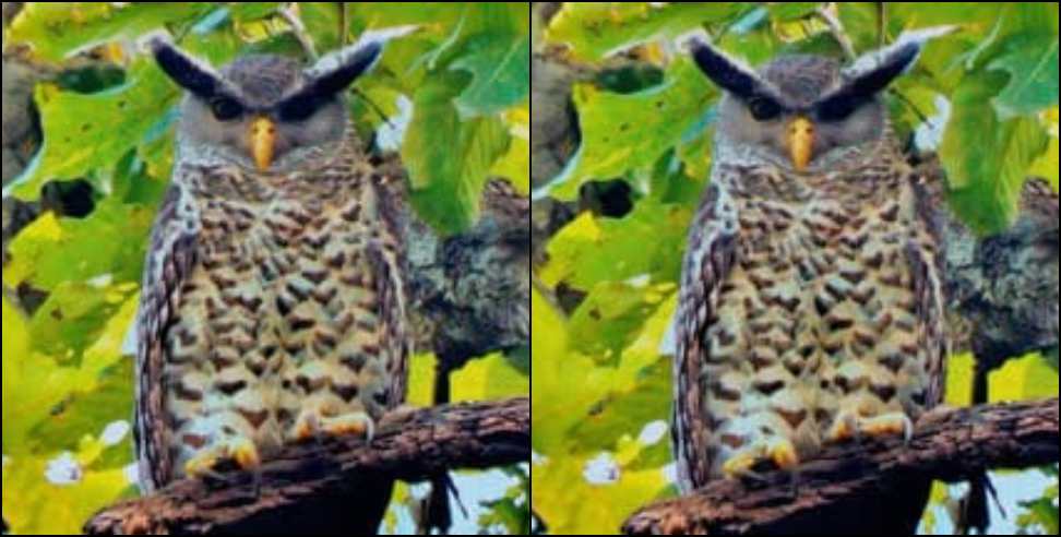 Uttarakhand bio reserve: Special owl found in uttarakhand