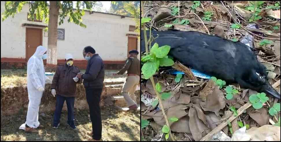 Haridwar News: Bird flu knock in Haridwar