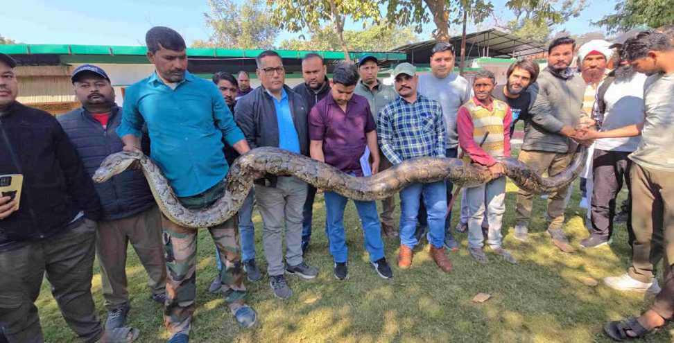 Giant python rescued: Giant python rescued in Uttarakhand