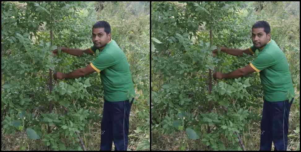 Chamoli News: Chamoli: Pradeep Kunwar made sandalwood forest
