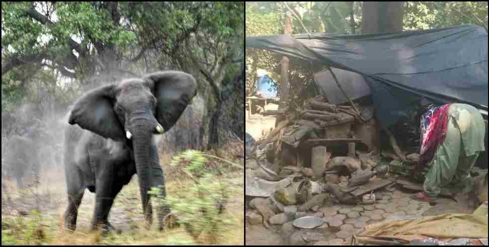 Ramnagar Highway Elephant: Elephant demolishes shop on Ramnagar Highway