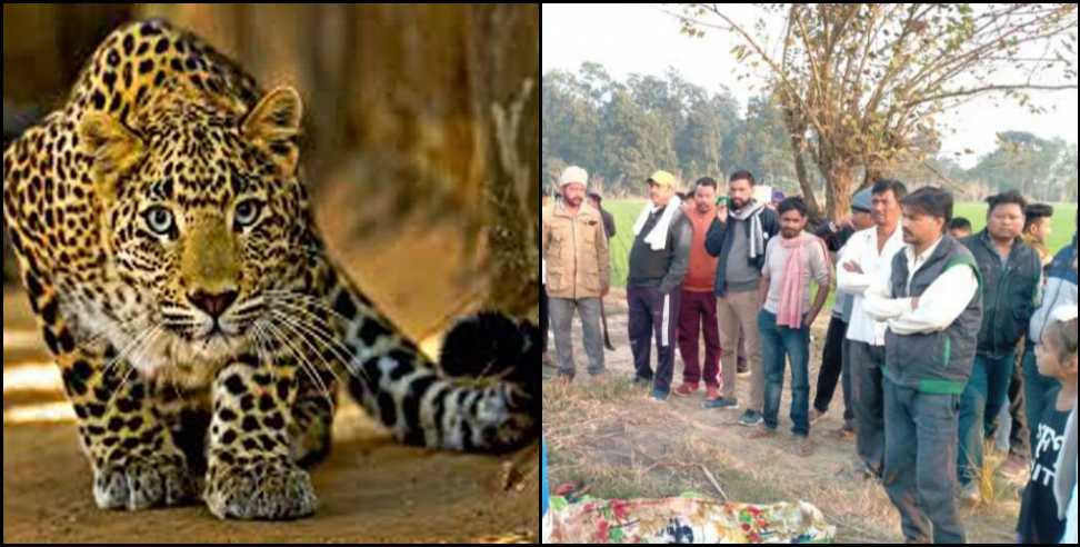 Nanakmatta Sumitra Devi Leopard: Leopard attacked Sumitra Devi in ​​Nanakmatta