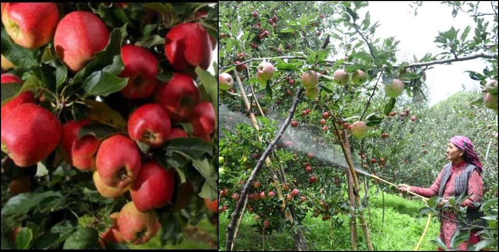 Pithoragarh Gunji Village: Apple production in Uttarakhand Vibrant Village Gunji